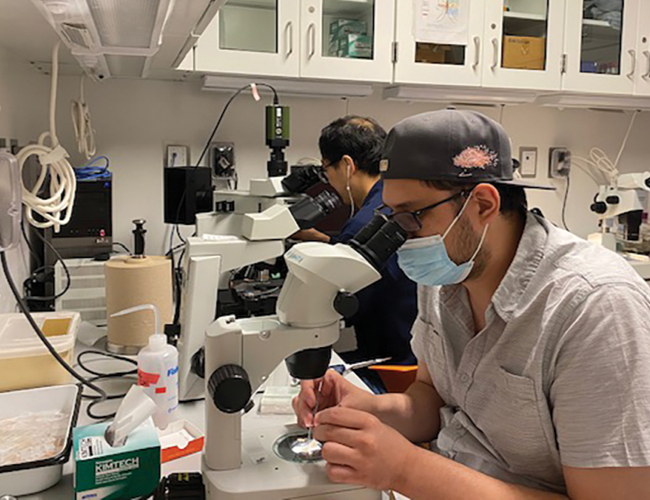 looking in microscope